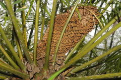 Cycas circinalis